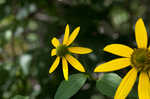 Cutleaf coneflower